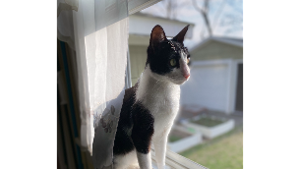 Lost Pet: Smellerbee