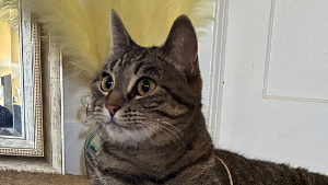 Lost Pet: Alux