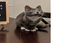 Lost Pet: Pebbles