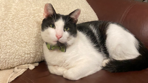 Lost Pet: Merle