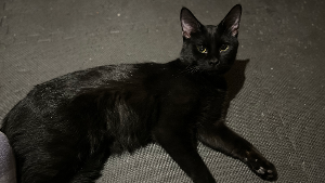 Lost Pet: Miracle