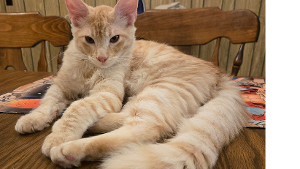 Lost Pet: Nacho