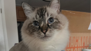 Lost Pet: Spencer