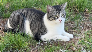Lost Pet: Rags