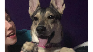 Lost Pet: Abby