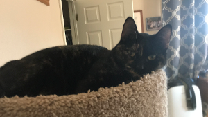 Lost Pet: Kiera
