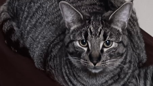 Lost Pet: Leo