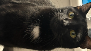 Lost Pet: emo