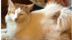 Lost Pet: Catticus Finch