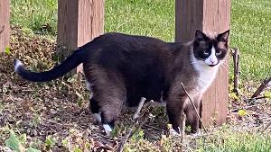 Lost Pet: Jax