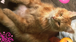 Lost Pet: Caramelo (MELO)
