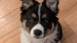 Lost Pet: Ziggy