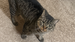 Lost Pet: Ratchet