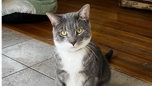 Lost Pet: Sage