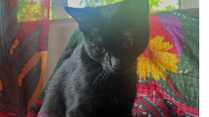 Lost Pet: Wren