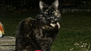 Lost Pet: Flick Lewis