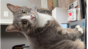 Lost Pet: Franklin
