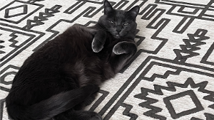 Lost Pet: Delilah