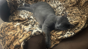 Lost Pet: Angel