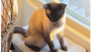 Lost Pet: Loki