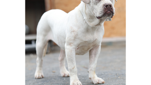 Lost Pet: Cubanita