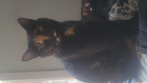 Lost Pet: Rodie