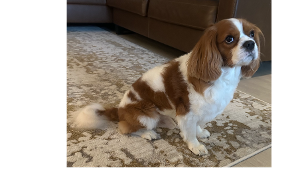 Lost Pet: Canelo