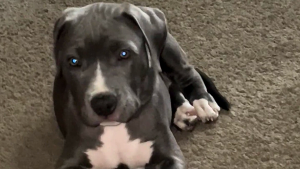 Lost Pet: Onyx