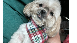 Lost Pet: Belle