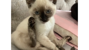 Lost Pet: Peach