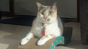 Lost Pet: Momma
