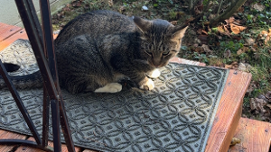 Lost Pet: Benni