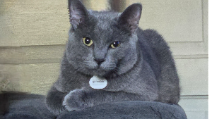 Lost Pet: Smoke