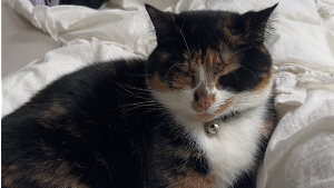 Lost Pet: Yuki