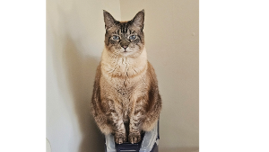Lost Pet: Lily