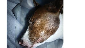 Lost Pet: Anastasia