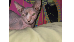 Lost Pet: Anubis