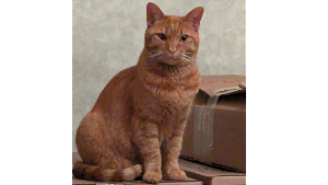 Lost Pet: Maggie