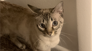 Lost Pet: Luna
