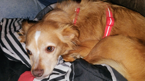 Lost Pet: Bailey Smith