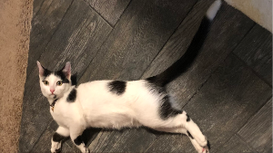 Lost Pet: Pippin