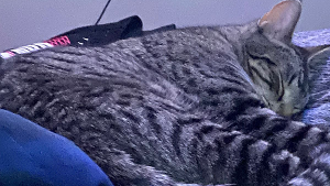 Lost Pet: Niño