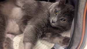 Lost Pet: Sasha