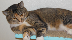 Lost Pet: Zoey
