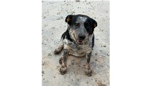 Lost Pet: Bingo