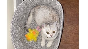 Lost Pet: Piper Michele