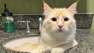 Lost Pet: BILLY