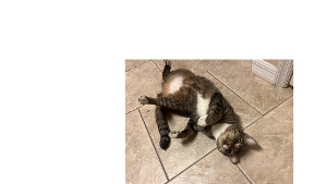 Lost Pet: Chanclas