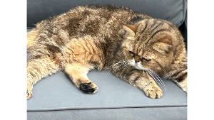 Lost Pet: Honey
