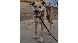Lost Pet: Violet